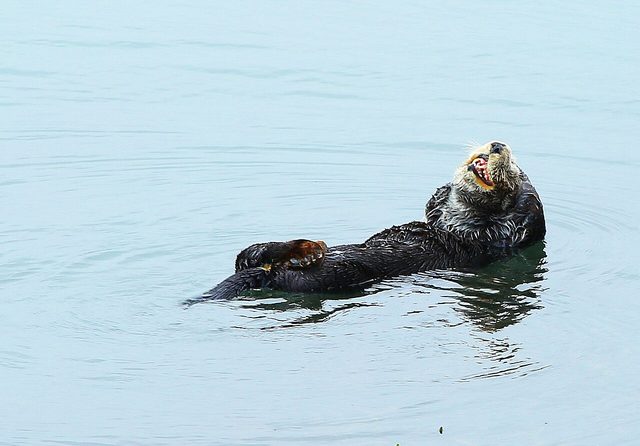 A sea otter at Elkhorn Slough
