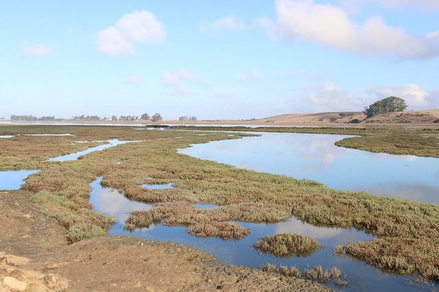 Elkhorn Slough wetland