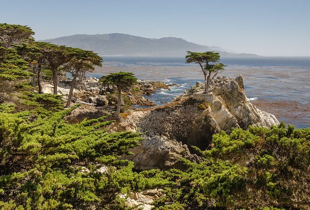 The Lone Cypress on 17-Mile Drive