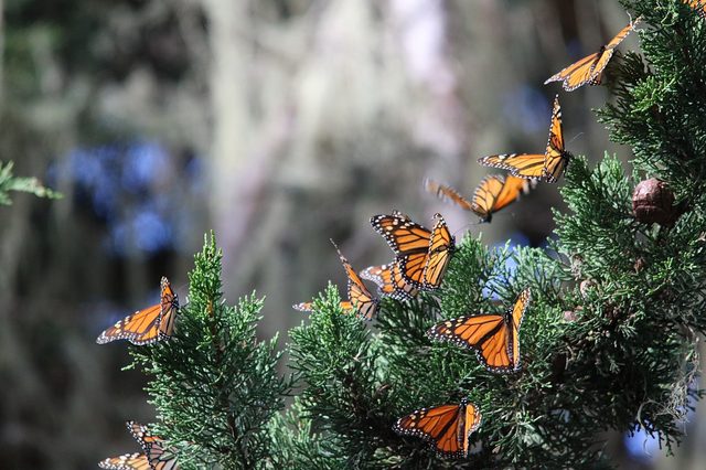 Monarchs clustering at Pacific Grove