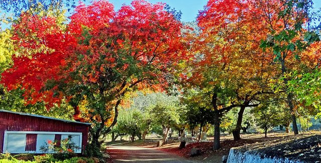 U-pick orchard
