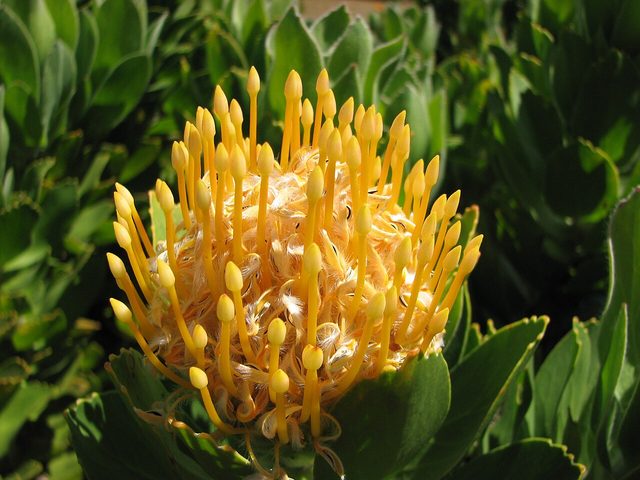 UCSC Arboretum